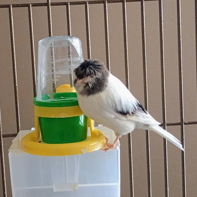 Corona Canary Corona Canary